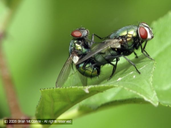 Flies Mating