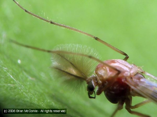 Male Midge Close-up