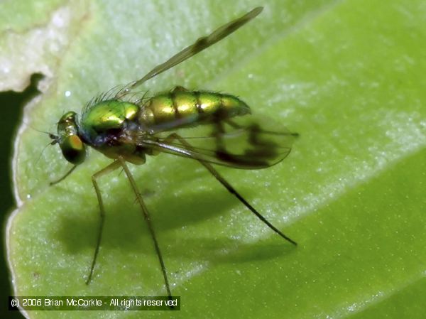 Long-legged Fly