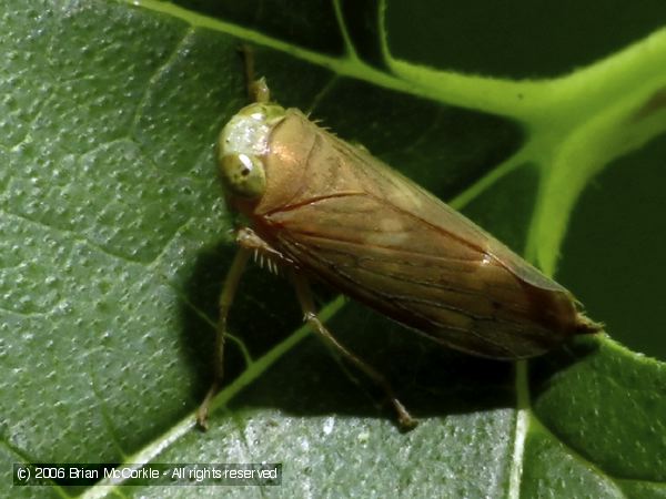 Leafhopper