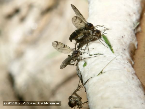 Crane Flies