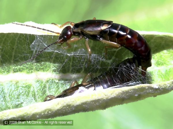 Mating Earwigs