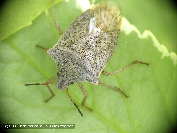 Stink Bug