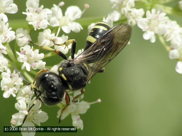 Cuckoo Bee