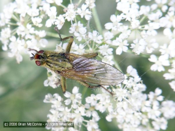 Dung Fly