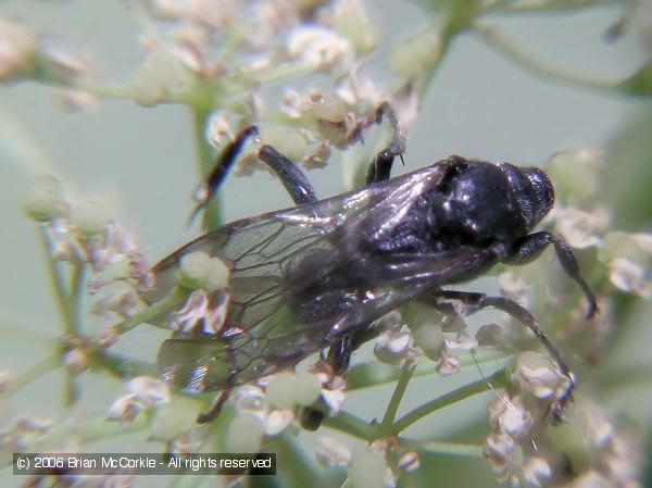 Wedge Shaped Beetle