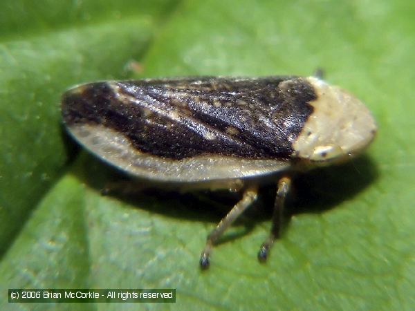 Leafhopper