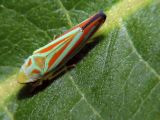 Scarlet and Blue Leafhopper