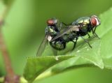 Flies Mating