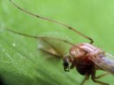 Male Midge Close-up