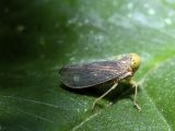 Planthopper