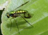 Long-legged Fly