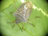 Stink Bug