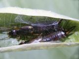 Earwig Cuddling