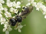 Cuckoo Bee