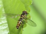 Syrphid Fly