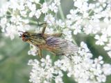 Dung Fly