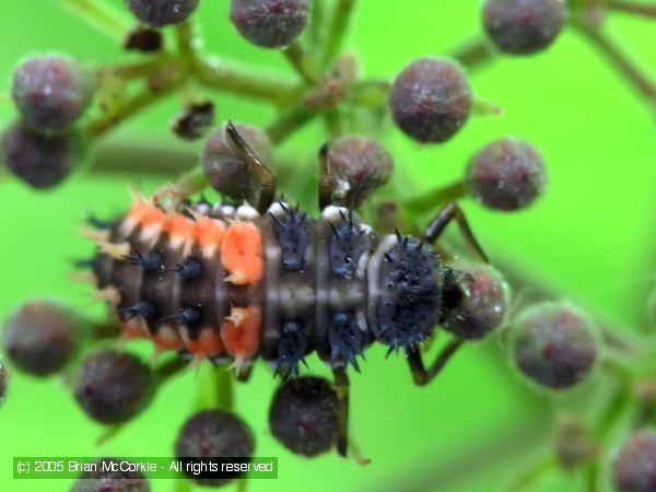 Ladybird Beetle Larva