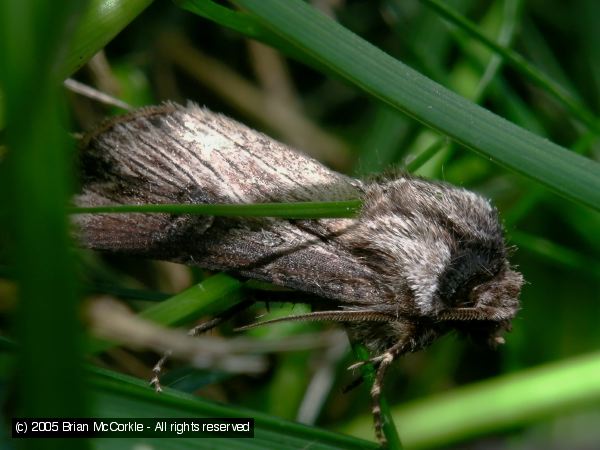 Moth Hiding in the Grass