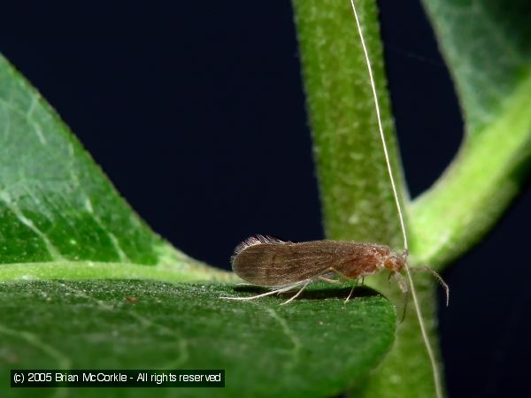 Long-horned Caddisfly