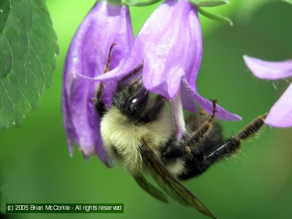 Bumblebee in Blossom