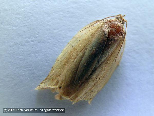 Tortricid Moth