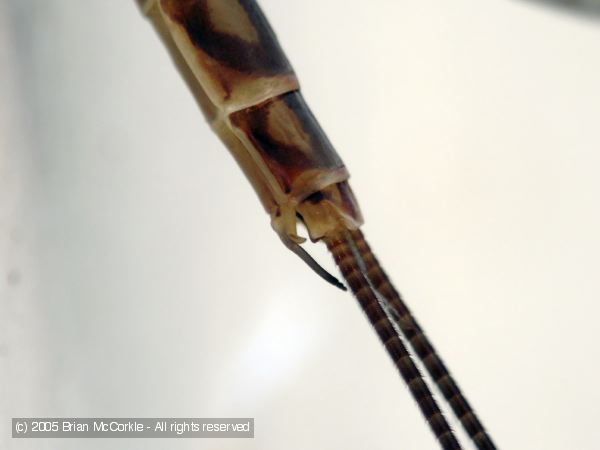 Mayfly Tail Detail