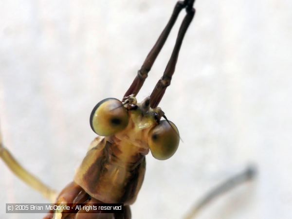 Mayfly Head Detail