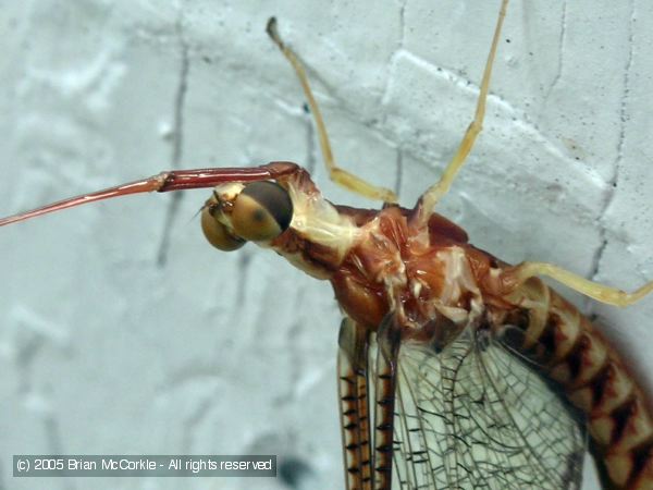 Mayfly Wing Connection