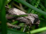 Moth Hiding in the Grass