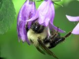 Bumblebee in Blossom