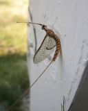 Mayfly Drying after Molt