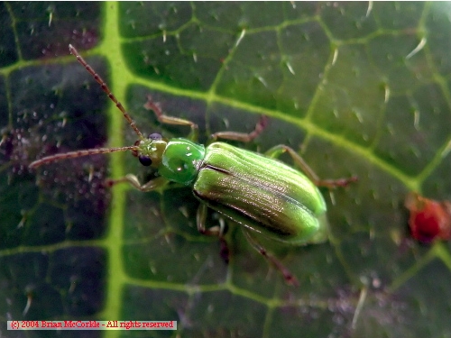 Green Long Horned Beetle