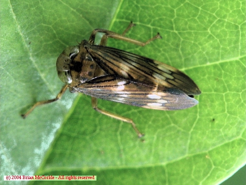 Brown Leafhopper