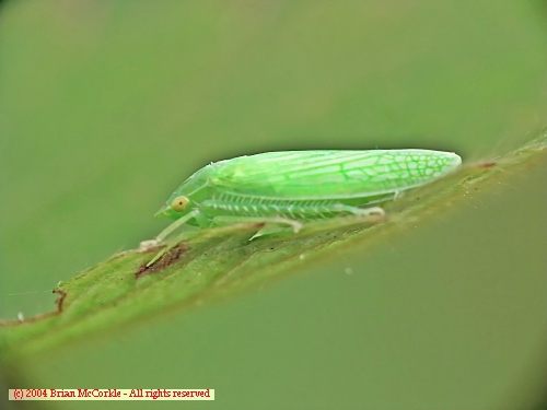 Green Leafhopper
