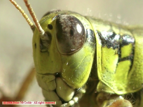 Grasshopper Whiskers