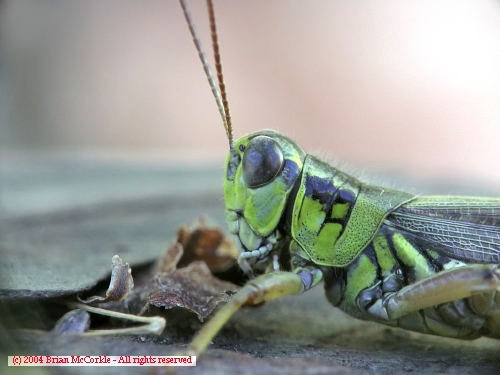 Grasshopper