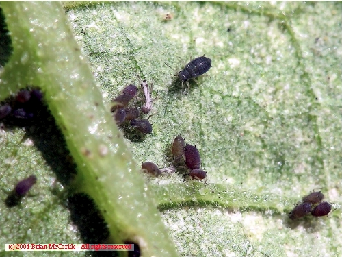 Predator vs. Aphid