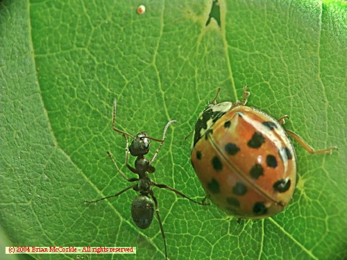 Lady and the Ant