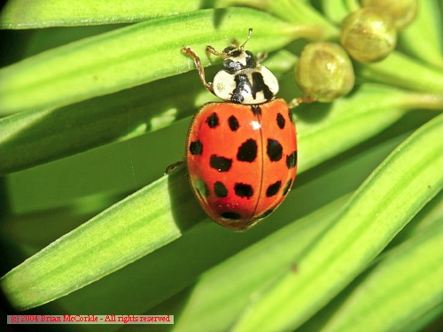 Covergent Ladybug