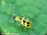 Spotted Cucumber Beetle