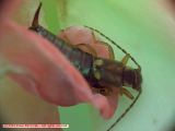 Earwig in a Rose