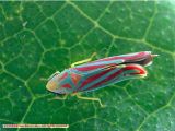 Scarlet leafhopper