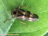 Brown Leafhopper