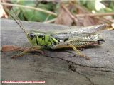 Yet another Grasshopper