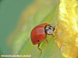Two Spot Ladybug
