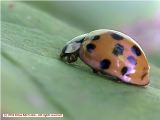 Ladybug Two