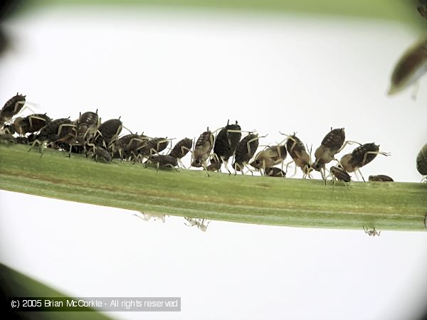 Aphids in a Row