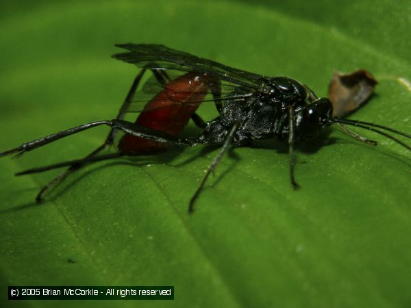 Mud Dauber Wasp