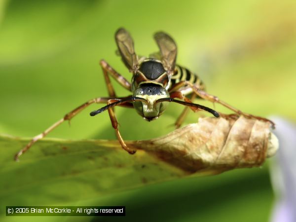 Paper Wasp Front View